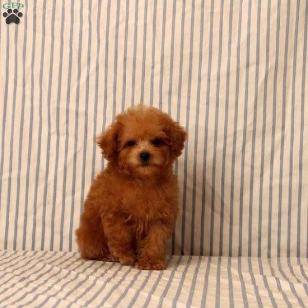 Xara, Toy Poodle Puppy